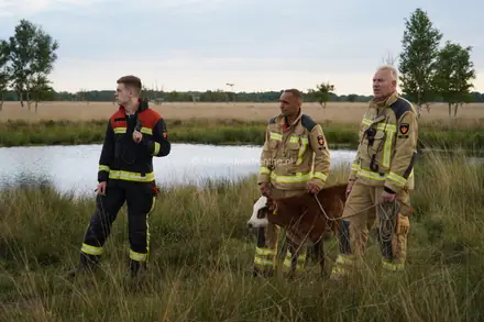 Brandweer Klazienaveen in actie voor wegzakkende dieren in moeras — foto 2 van 3