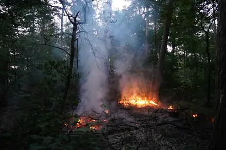 Brandweer rukt weer uit voor bosbrand aan de Laan van de Eekharst — foto 7 van 10