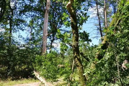 Man bekneld onder grote tak in Marwijksoord — foto 2 van 4