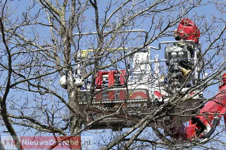 Brandweer bevrijdt opstandige kat uit motorruimte auto — foto 2 van 9